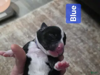 Mixed Breed dogs Blue - Ad 17