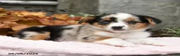 Mixed Breed dogs for sale: Nala - Ad 3