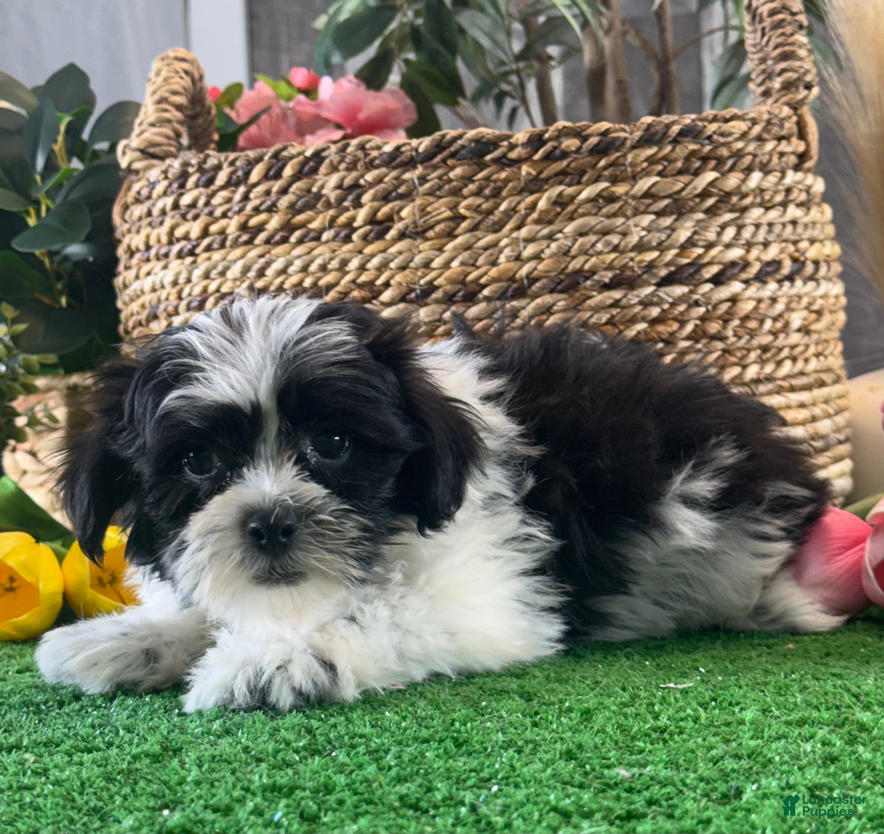 Mixed Breed dogs for sale: Luke - Ad 5