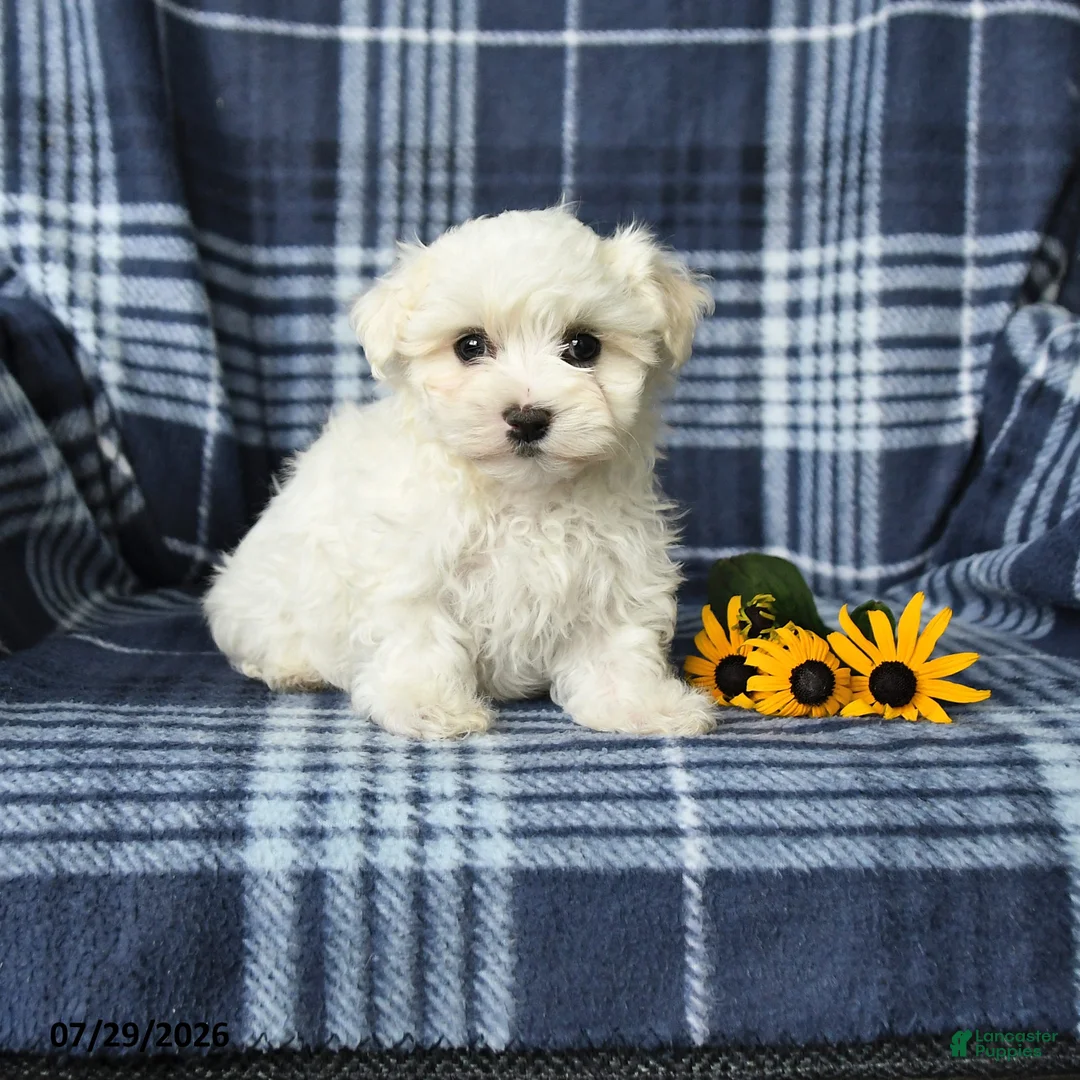 Maltese dogs for sale: Dolly - Ad 1