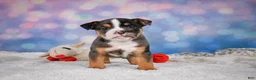 English Bulldog dogs for sale: Mia - Ad 5