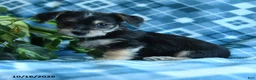 Mixed Breed dogs for sale: Dolly - Ad 3