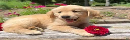 Golden Retriever dogs for sale: Max - Ad 6