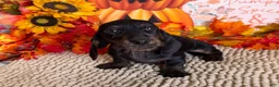 Miniature Dachshund dogs for sale: Simon - Ad 3
