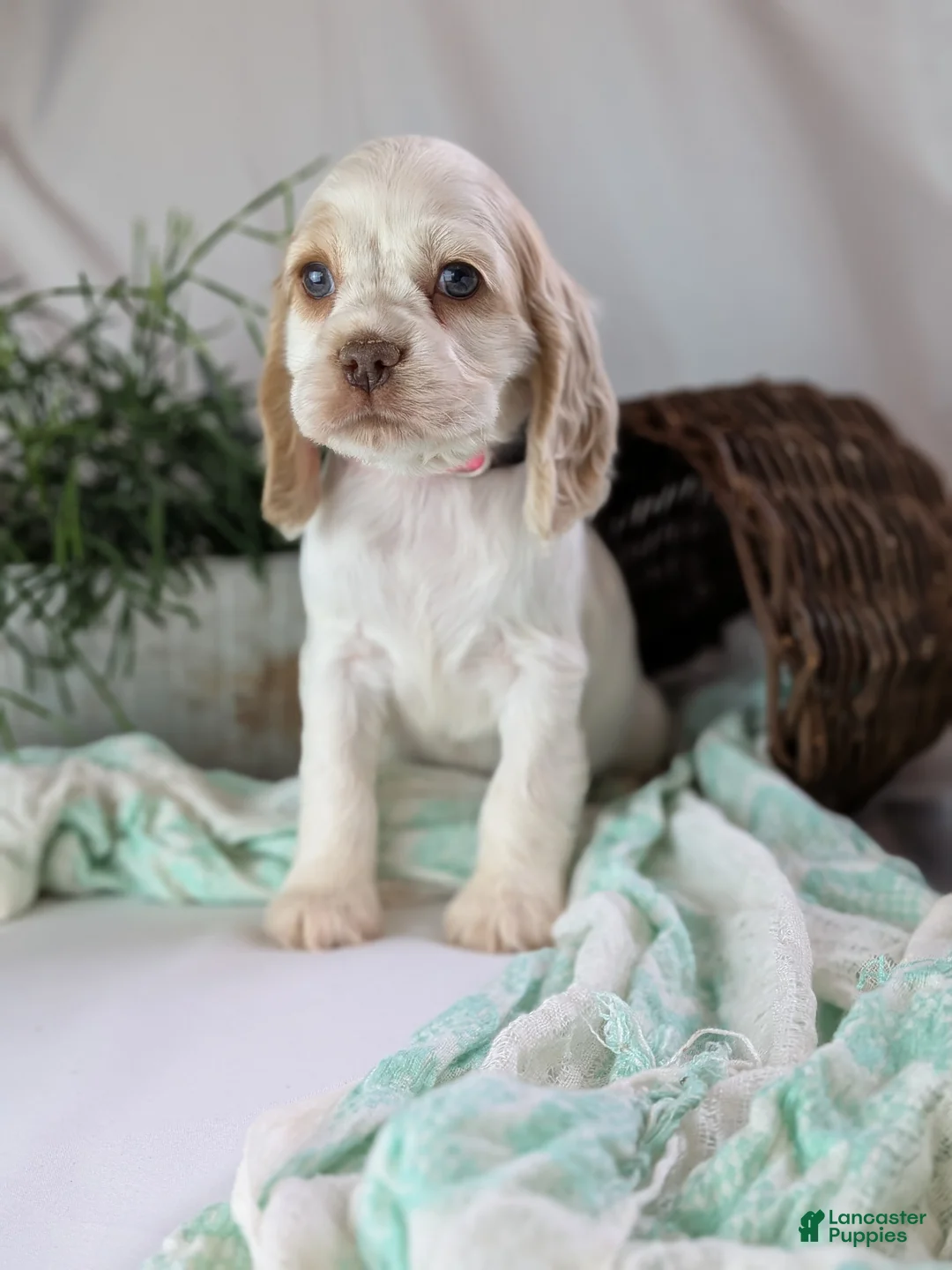 Cocker Spaniel dogs for sale: Zoey - Ad 5