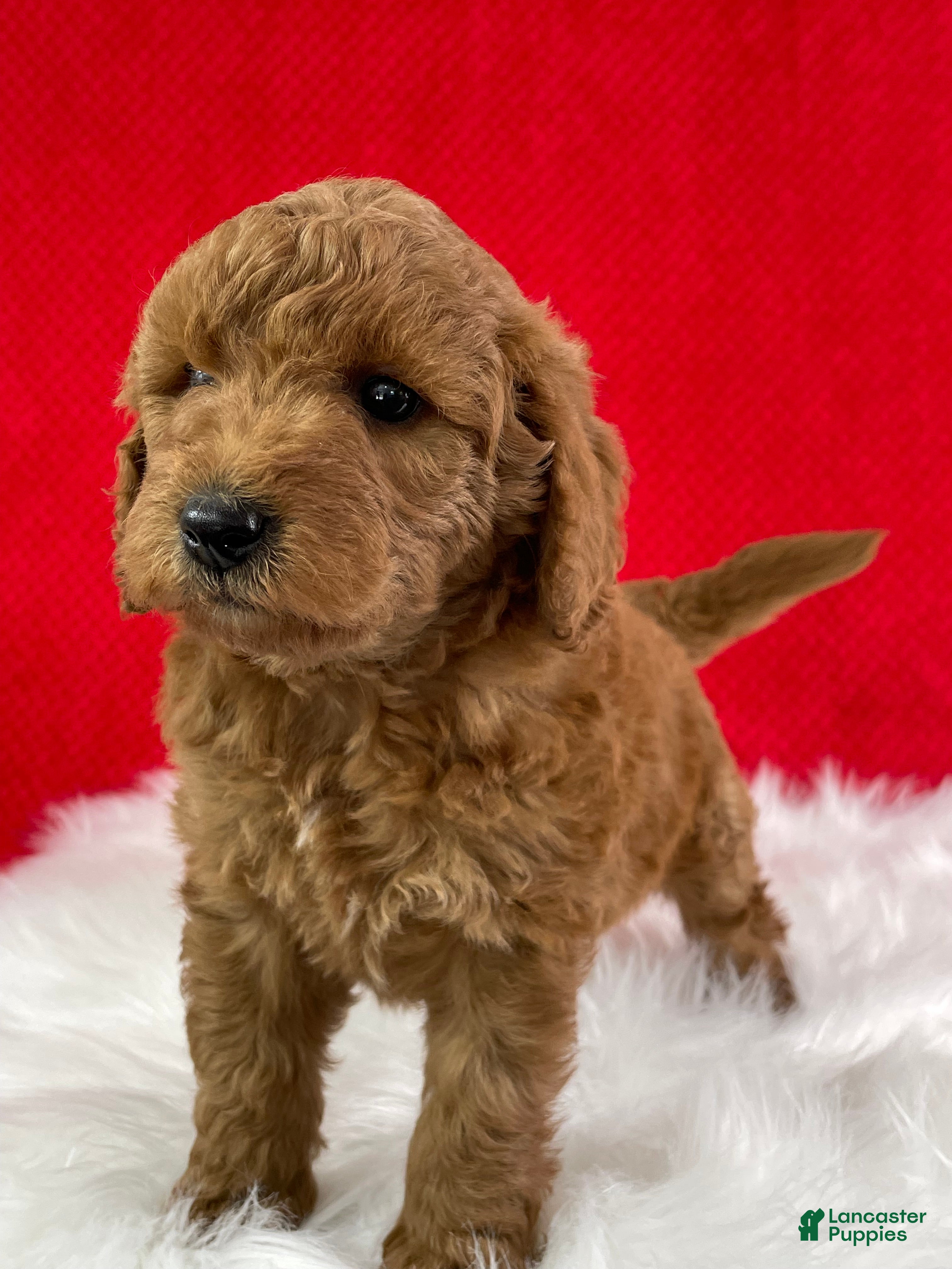 Mini Goldendoodle dogs Oliver - Ad 2
