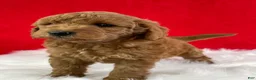 Mini Goldendoodle dogs for sale: Oliver - Ad 2