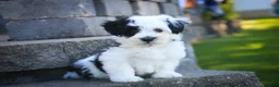 Havanese dogs for sale: Penny Havanese  - Ad 1