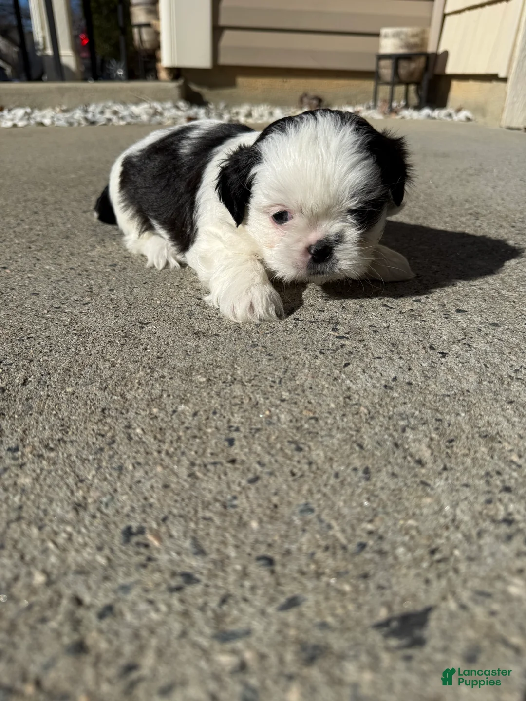 Shih Tzu dogs for sale: Shih Tzu Puppy 3 - Ad 3