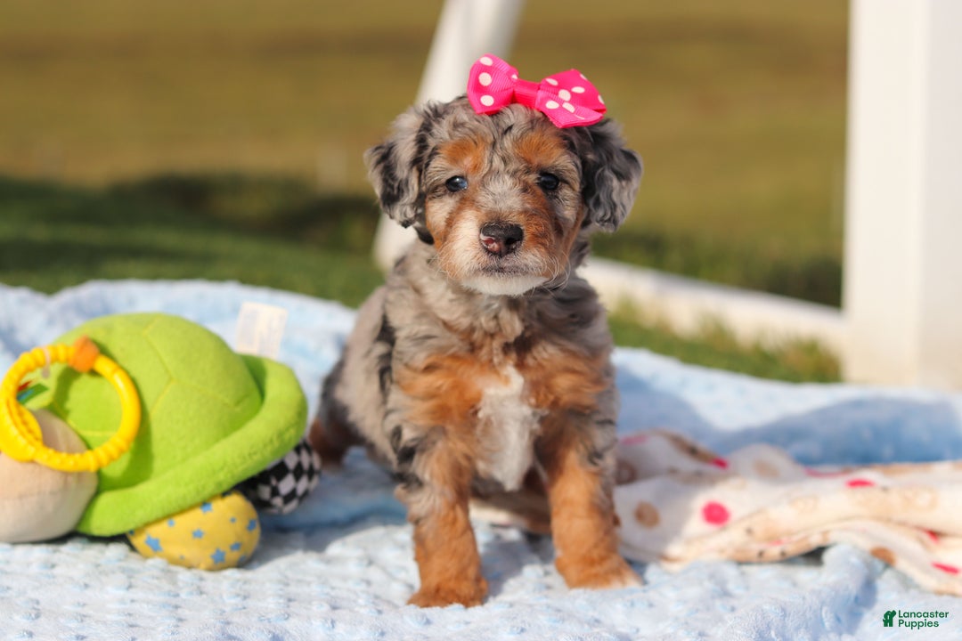 Mini Bernedoodle dogs for sale: Emmie - Ad 4