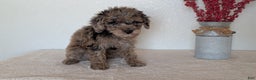 Mini Bernedoodle dogs for sale: Vanessa  - Ad 7