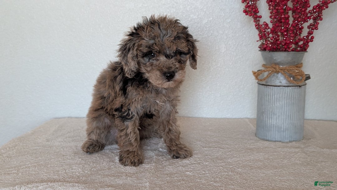 Mini Bernedoodle dogs for sale: Vanessa  - Ad 7