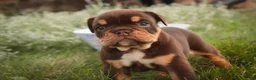 English Bulldog dogs for sale: Stella English Bulldog  - Ad 9