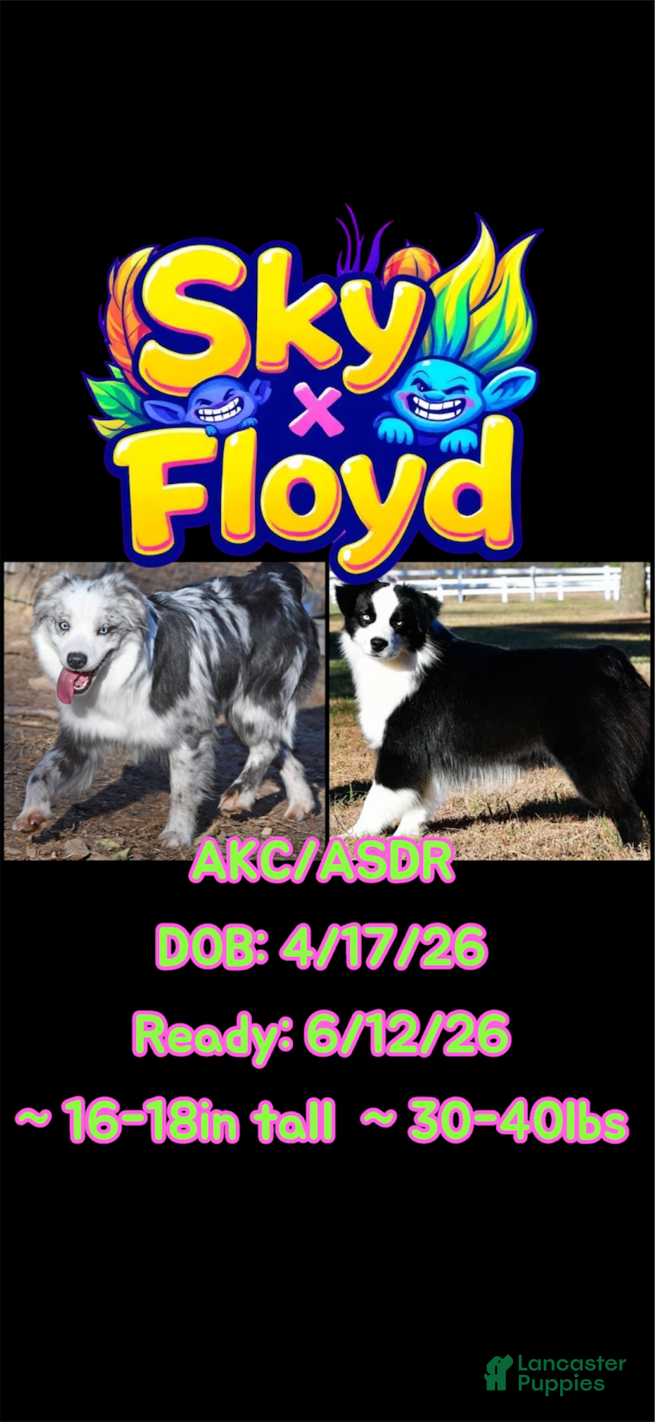 Australian Shepherd dogs Cooper red bi male - Ad 2