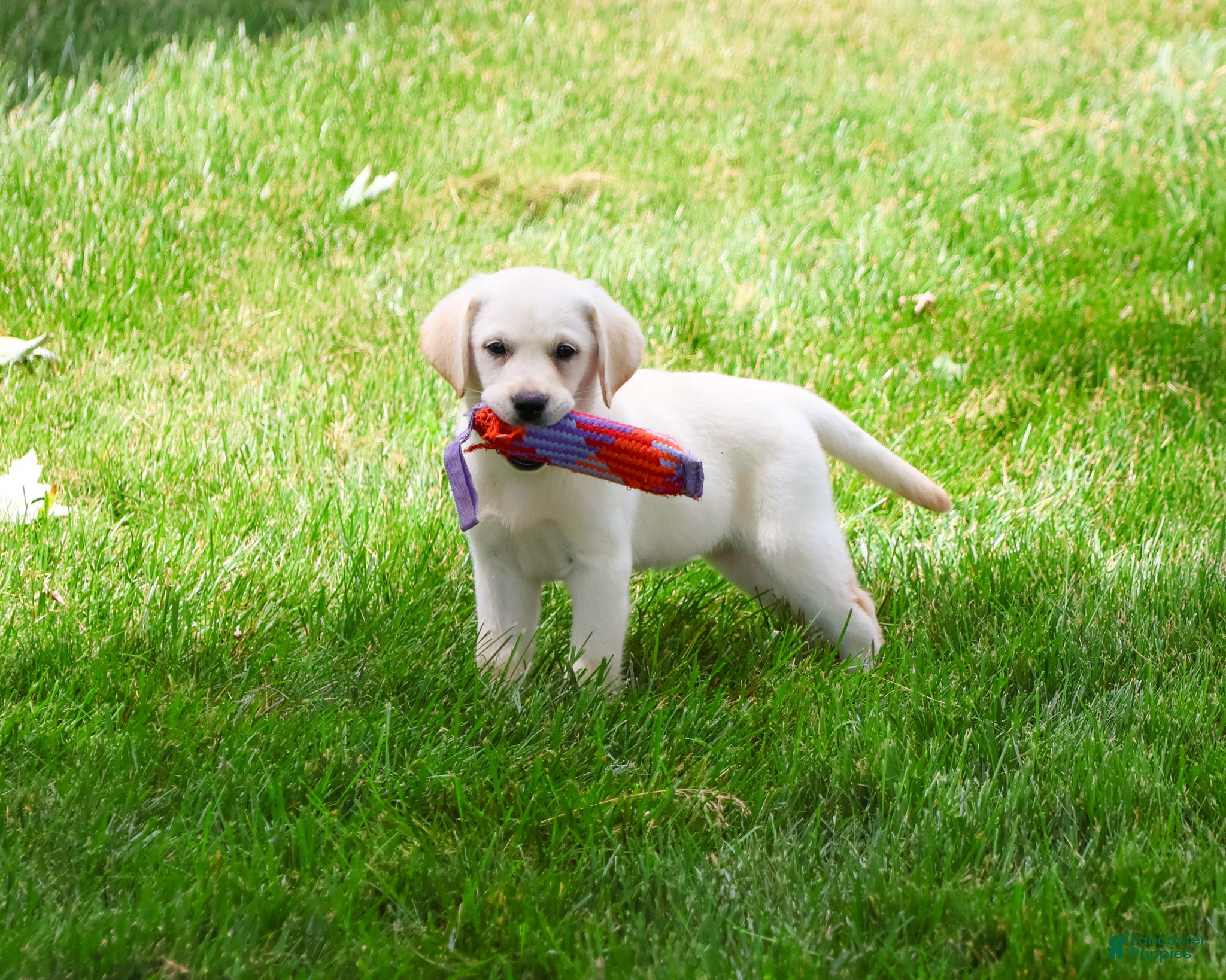 Labrador Retriever dogs Whitney  - Ad 30