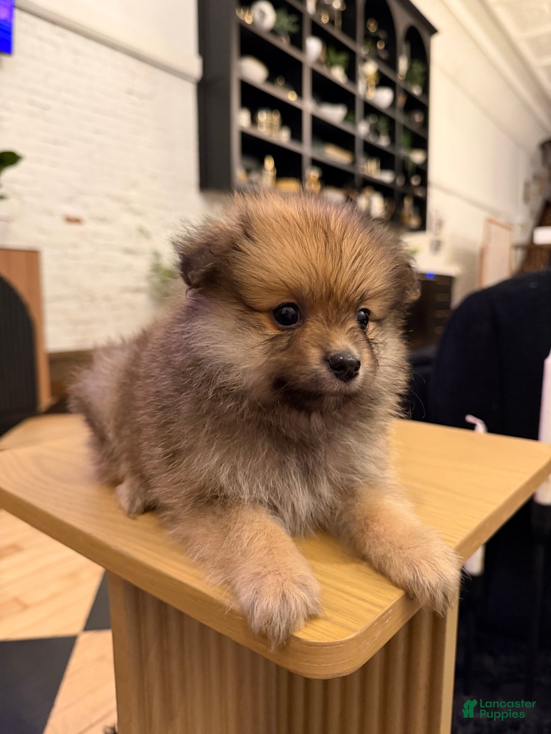 Pomeranian dogs for sale: Teddy Bear - Ad 3