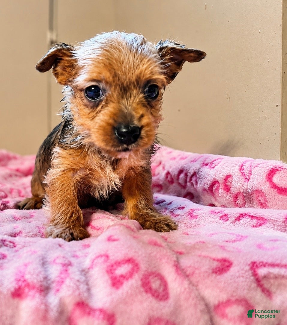 Yorkiepoo dogs Yorkiepoo Puppy 1 - Ad 37