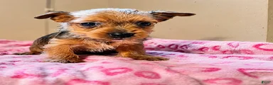 Yorkiepoo Puppy 1