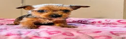 Yorkiepoo dogs for sale: Yorkiepoo Puppy 1 - Ad 1