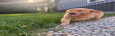 Leah