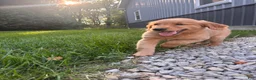 Golden Retriever dogs for sale: Leah - Ad 1