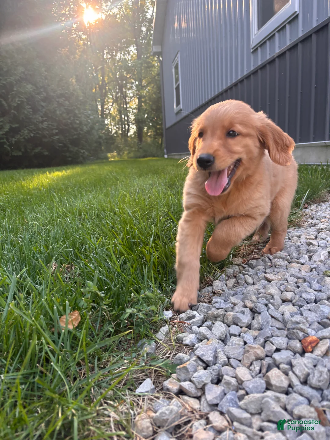 Golden Retriever dogs for sale: Leah - Ad 1