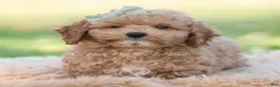 Mini Goldendoodle dogs for sale: ozzy - Ad 5