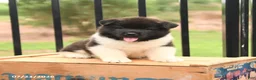 Akita dogs for sale: Spirit - Ad 5
