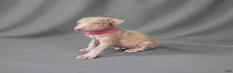 Doberman Pinscher dogs for sale: Auriel - Ad 5