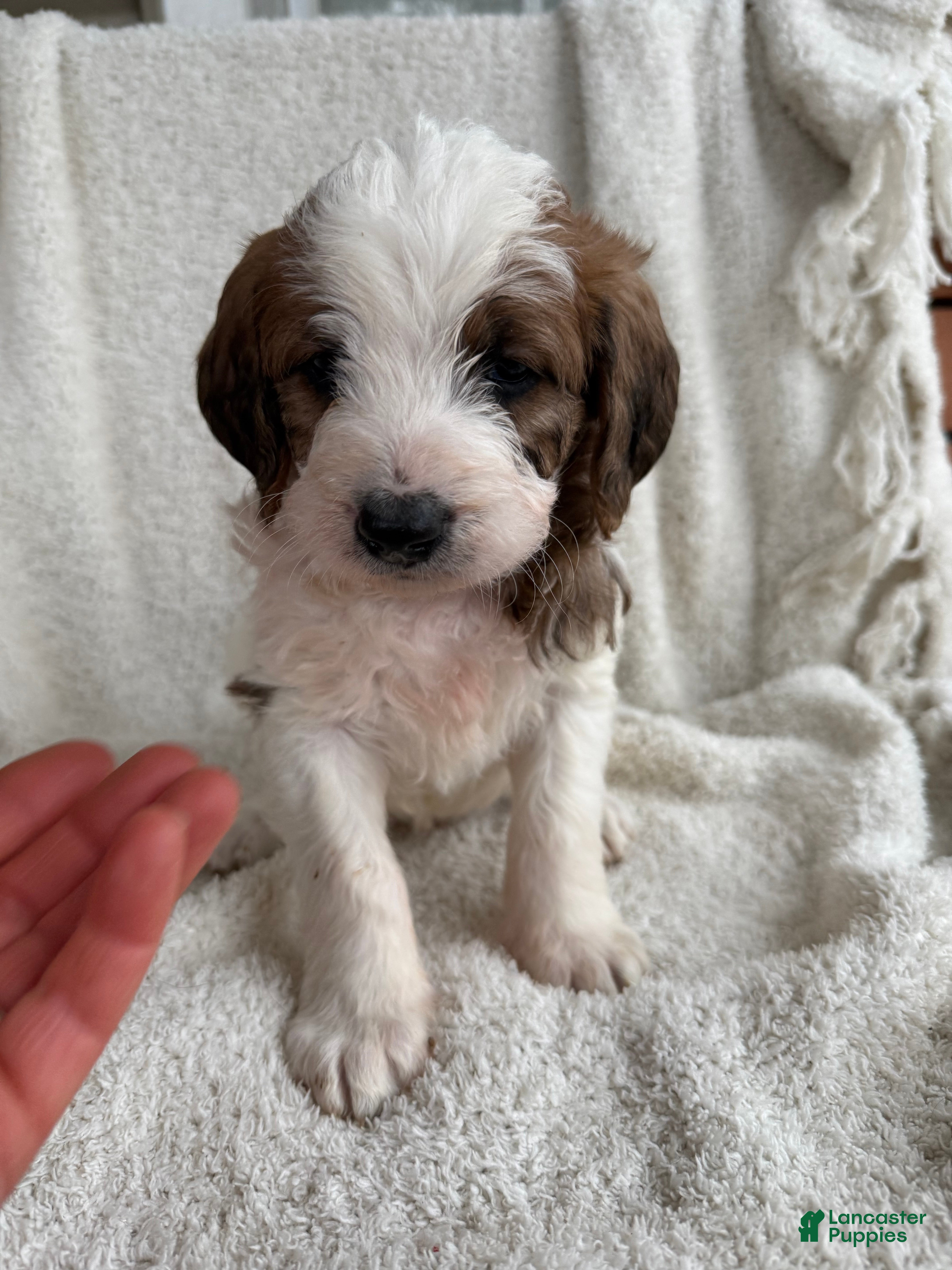 Mixed Breed dogs Andy - Ad 1