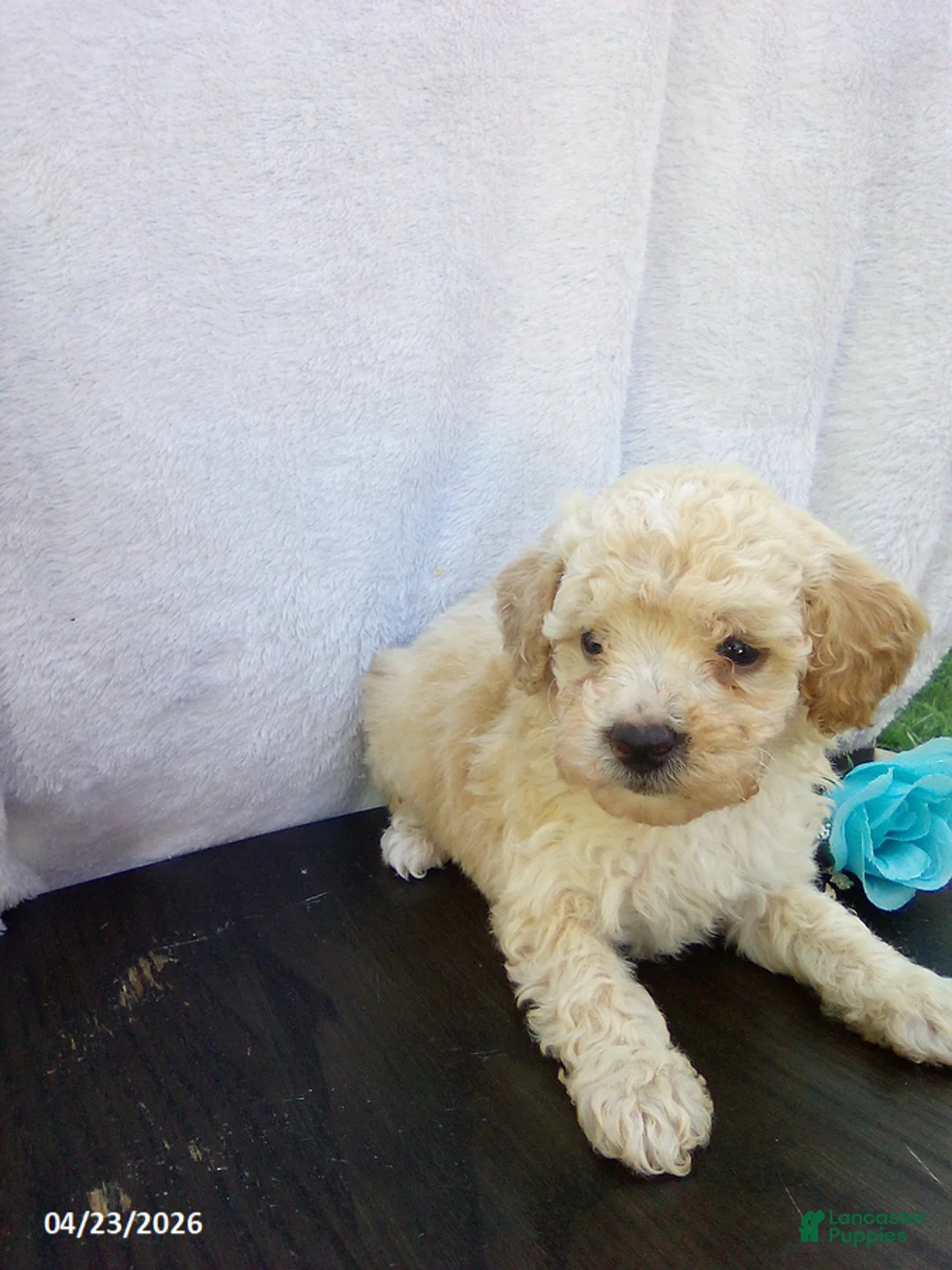 Toy Poodle dogs for sale: Emerson - Ad 8