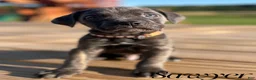 Cane Corso dogs for sale: Sawyer - Ad 8
