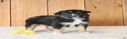 Miniature Australian Shepherd dogs for sale: Dante - Ad 1