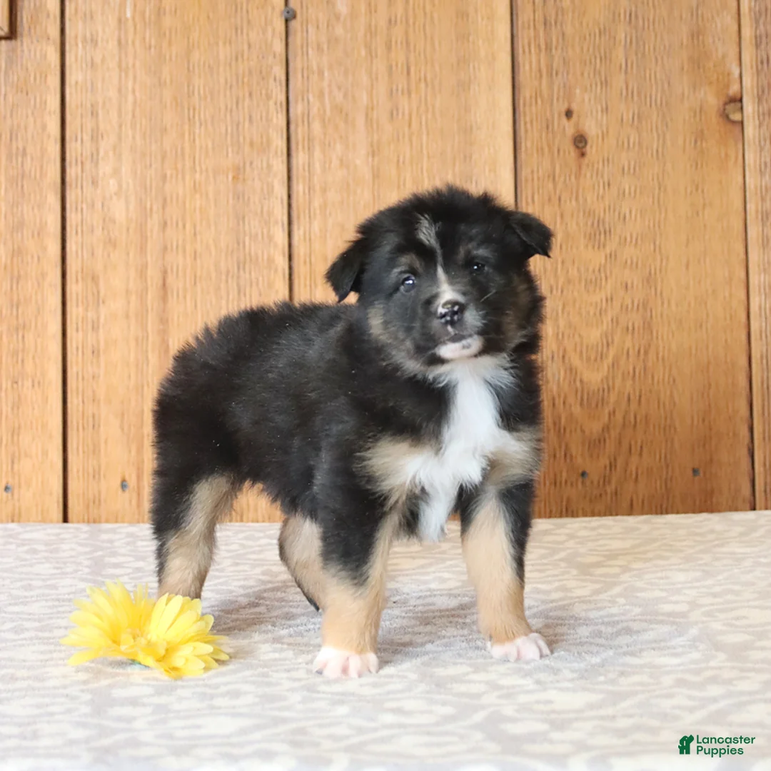 Miniature Australian Shepherd dogs for sale: Dante - Ad 1