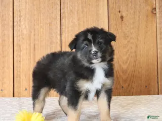 Miniature Australian Shepherd dogs for sale: Dante - Ad 4