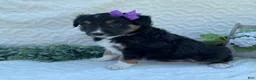 Border Collie dogs for sale: Penny - Ad 3