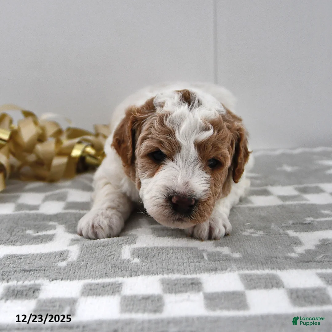 Mini Goldendoodle dogs for sale: Parker - Ad 12
