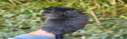 Aussiedoodle dogs for sale: Aussiedoodle 5 - Ad 2