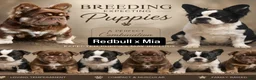 French Bulldog dogs for sale: French Bulldog 5 - Ad 9