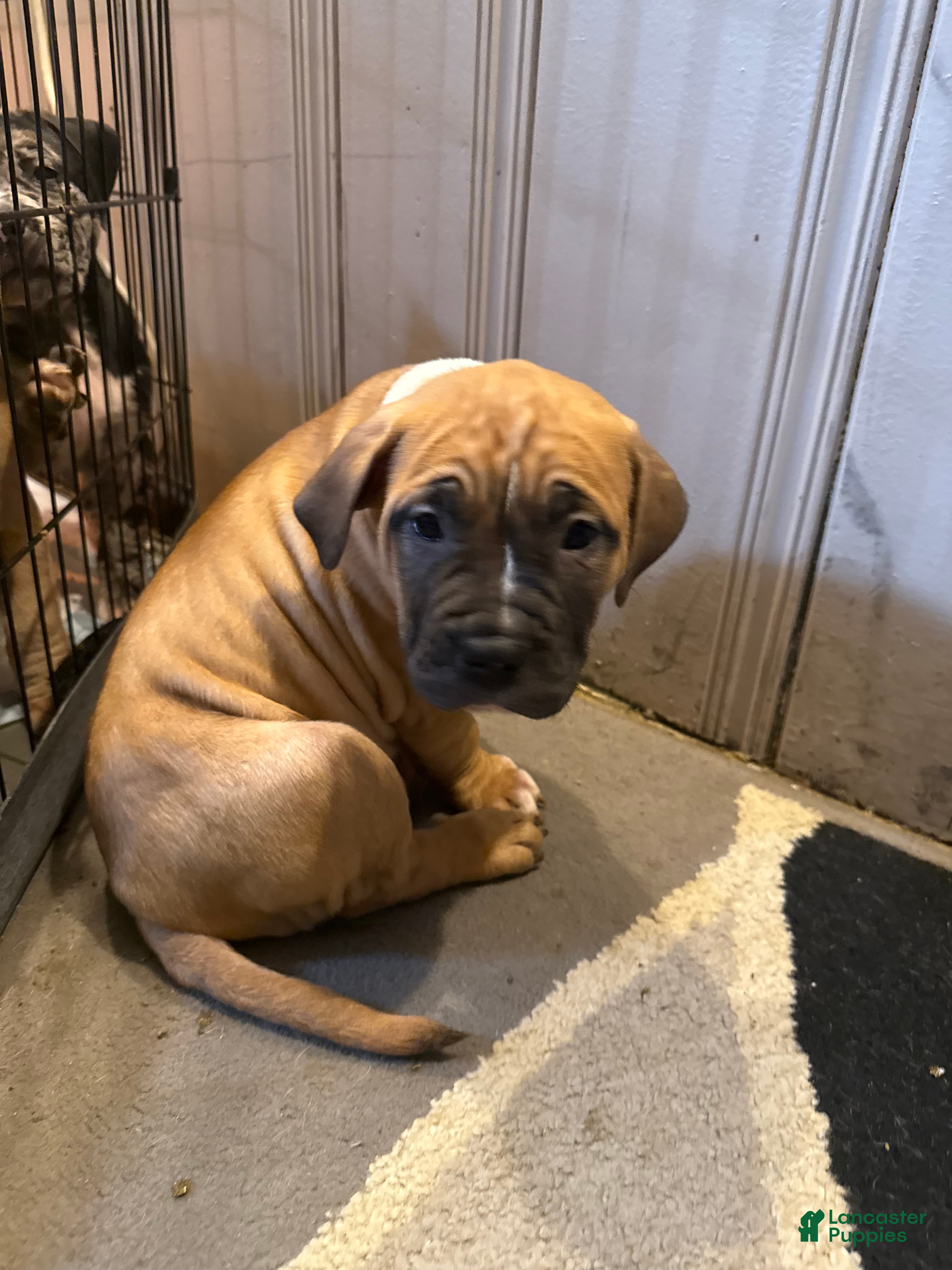 Mixed Breed dogs Roscoe  - Ad 1