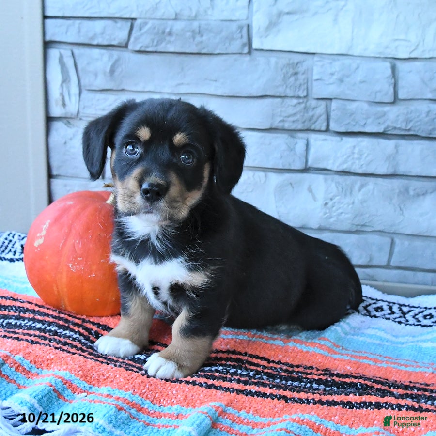 Mixed Breed dogs for sale: Stormy  - Ad 2