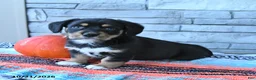 Mixed Breed dogs for sale: Stormy  - Ad 2