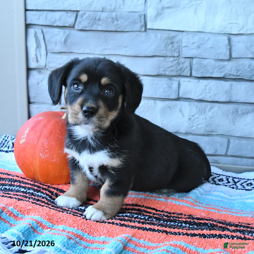 Mixed Breed dogs for sale: Stormy  - Ad 2