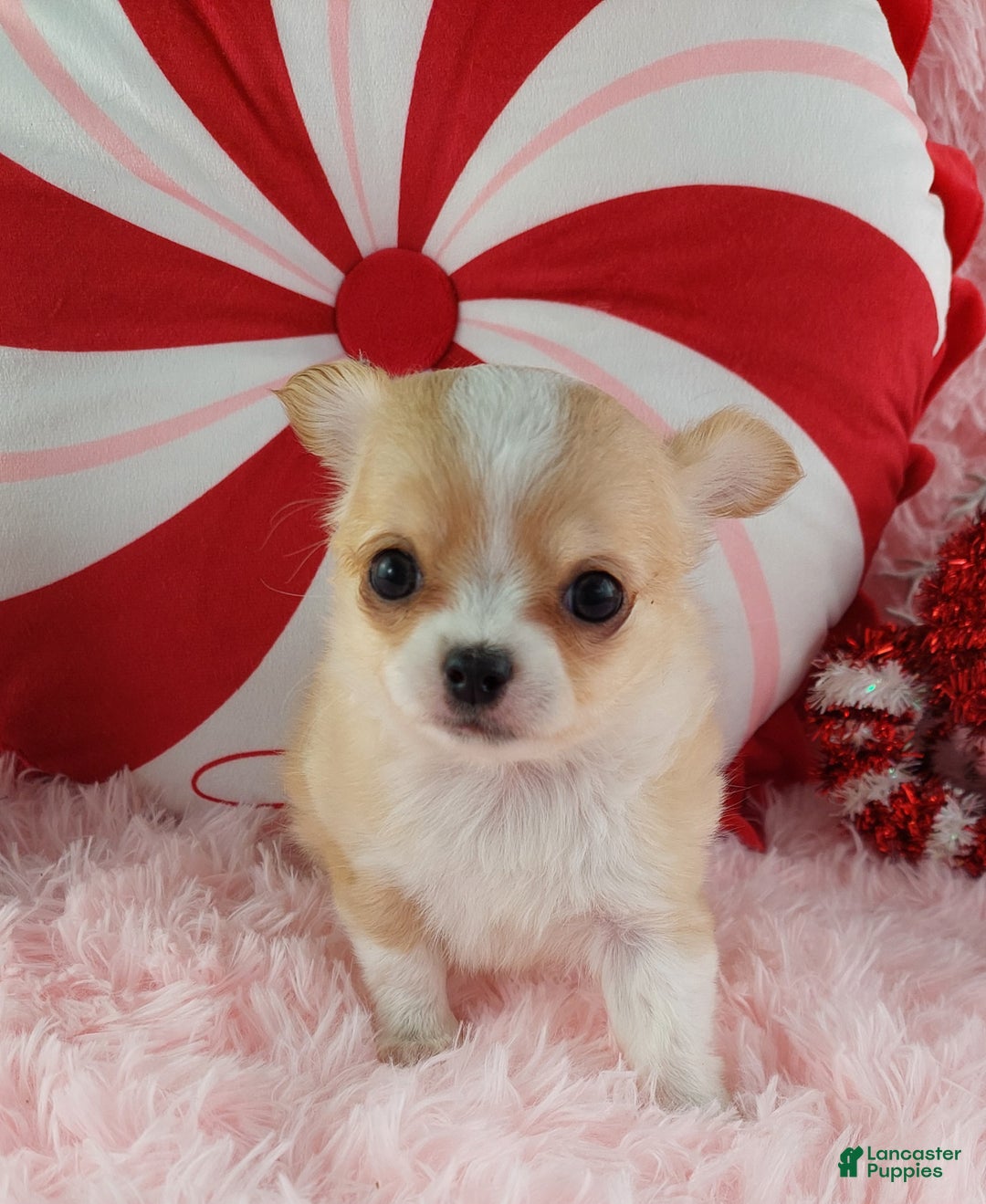 Chihuahua dogs for sale: Milly - Ad 2