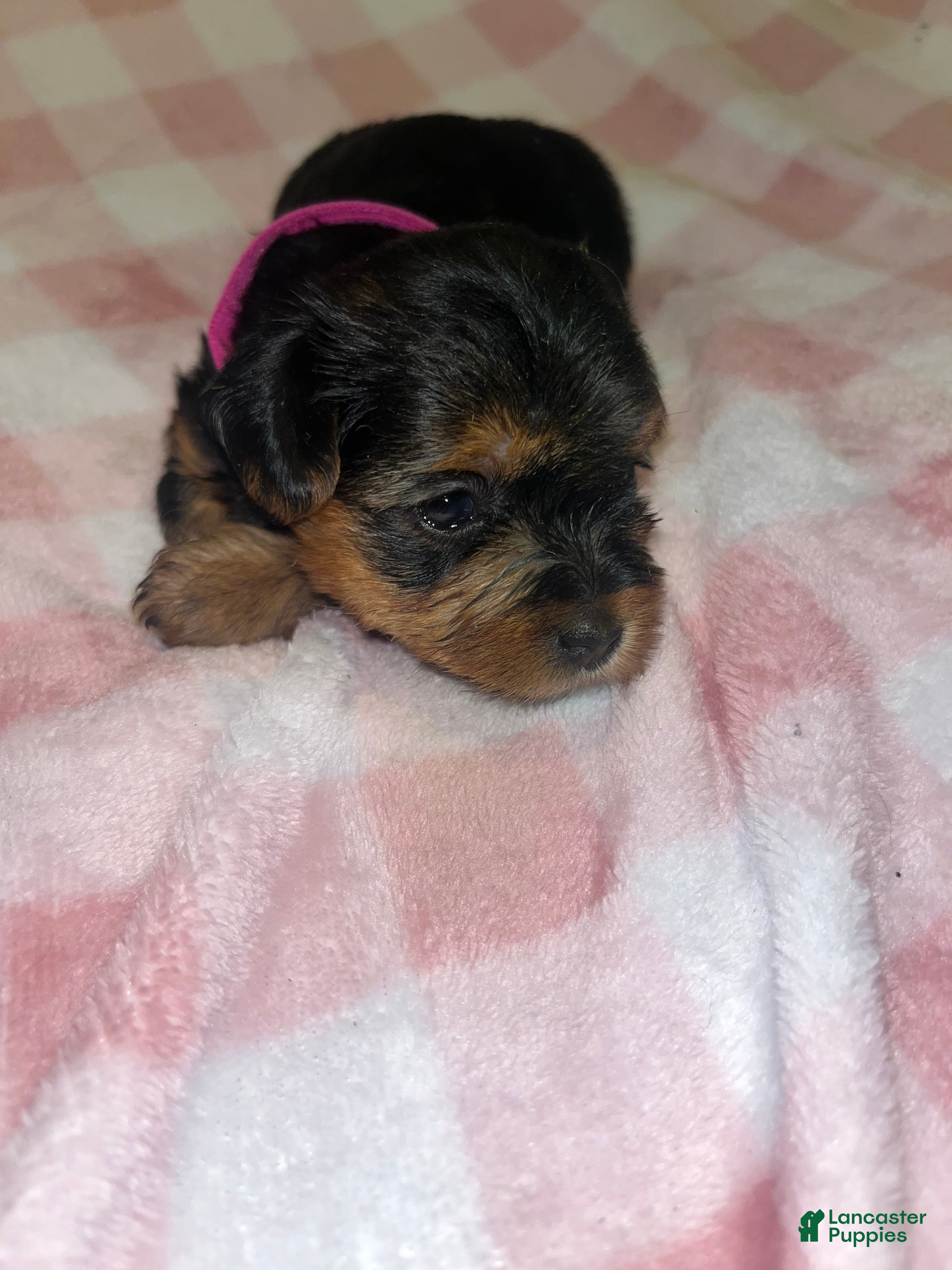 Yorkiepoo dogs Tweety  - Ad 7