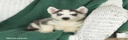 Siberian Husky dogs for sale: Violet - Ad 4