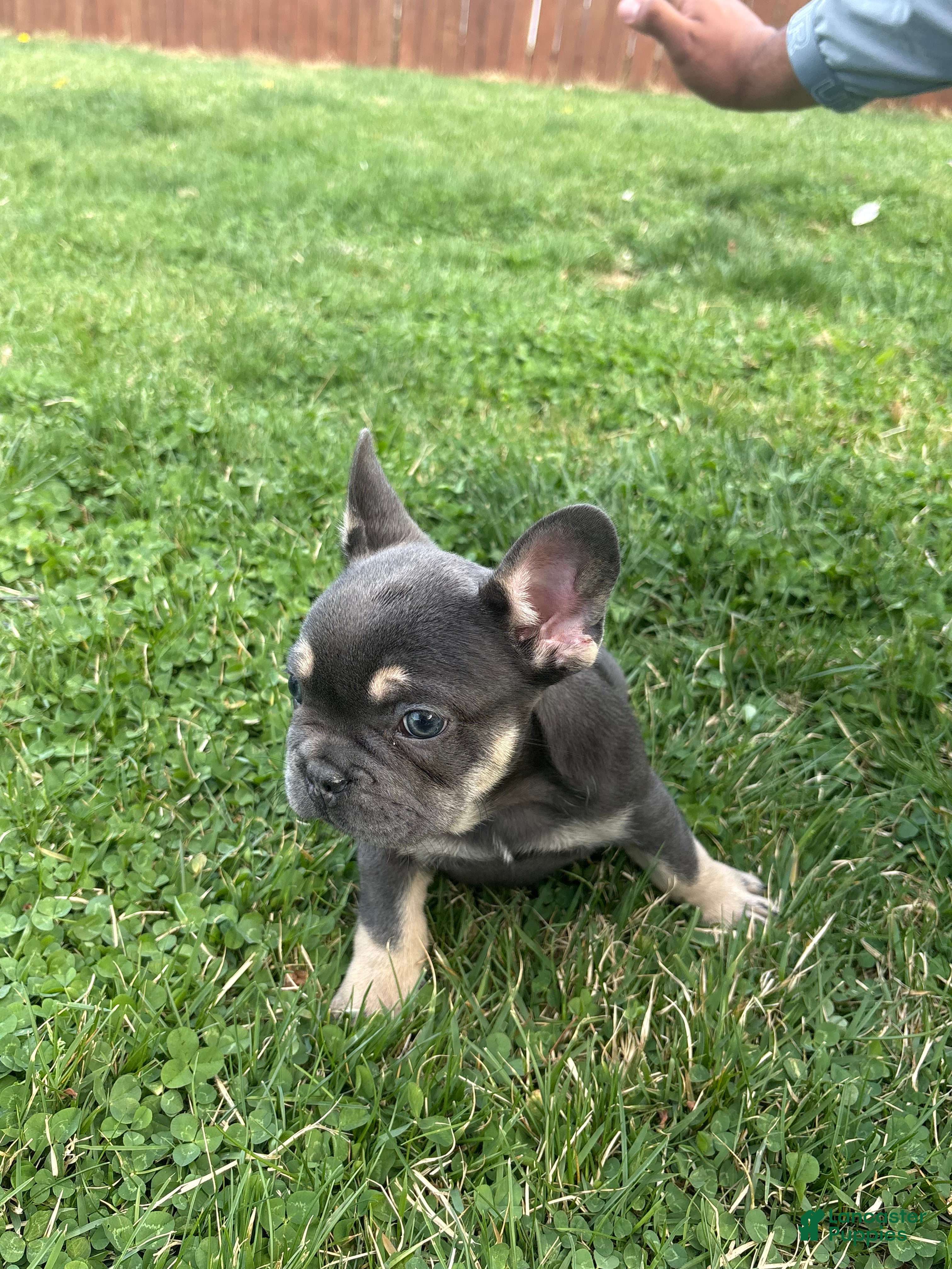 French Bulldog dogs French Bulldog Puppy  - Ad 1