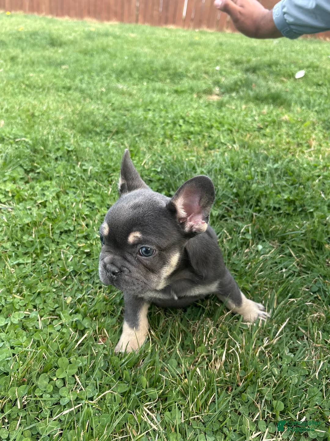 French Bulldog dogs for sale: French Bulldog Puppy  - Ad 1