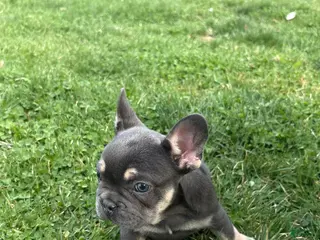 French Bulldog dogs for sale: French Bulldog Puppy - Ad 1