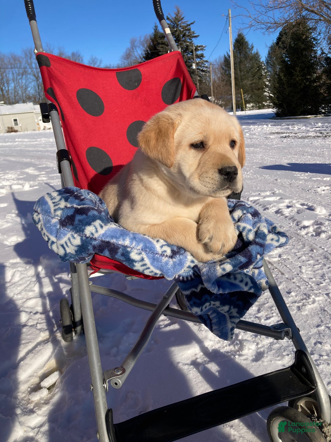 Labrador Retriever dogs for sale: Mitchell - Ad 1